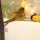 Pros and Cons of Buying a Canary or Other Pet Finch