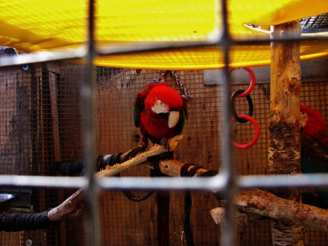 Island Parrot Sanctuary 083